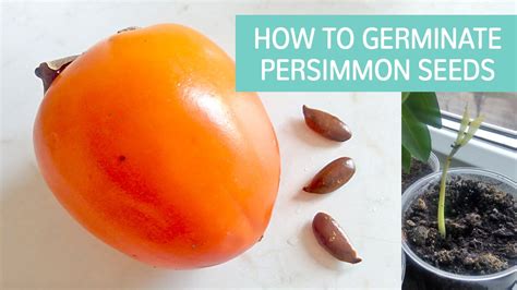 How to grow persimmon from seed. Things To Know About How to grow persimmon from seed. 